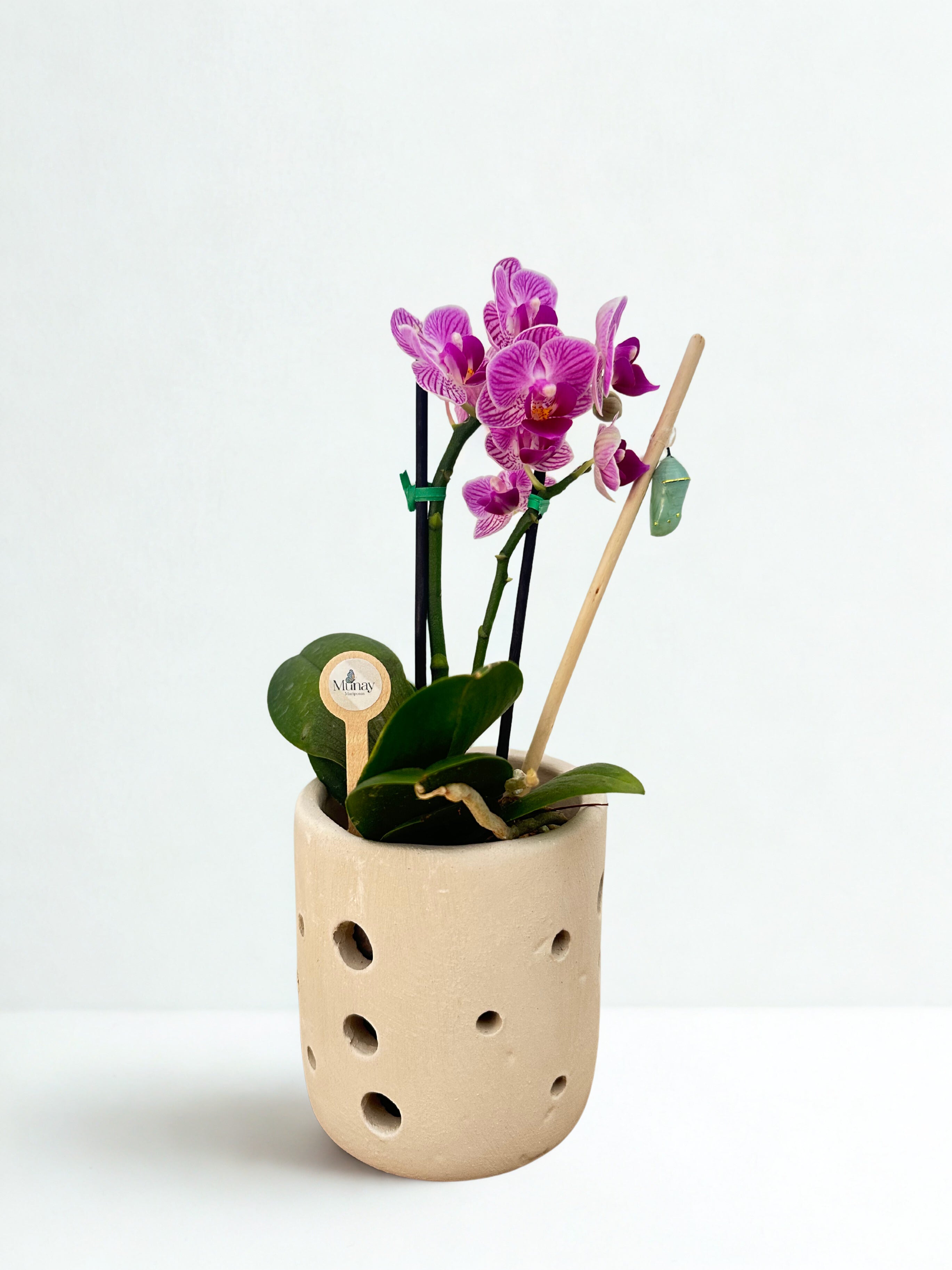 Mini Orquídea con Crisálida