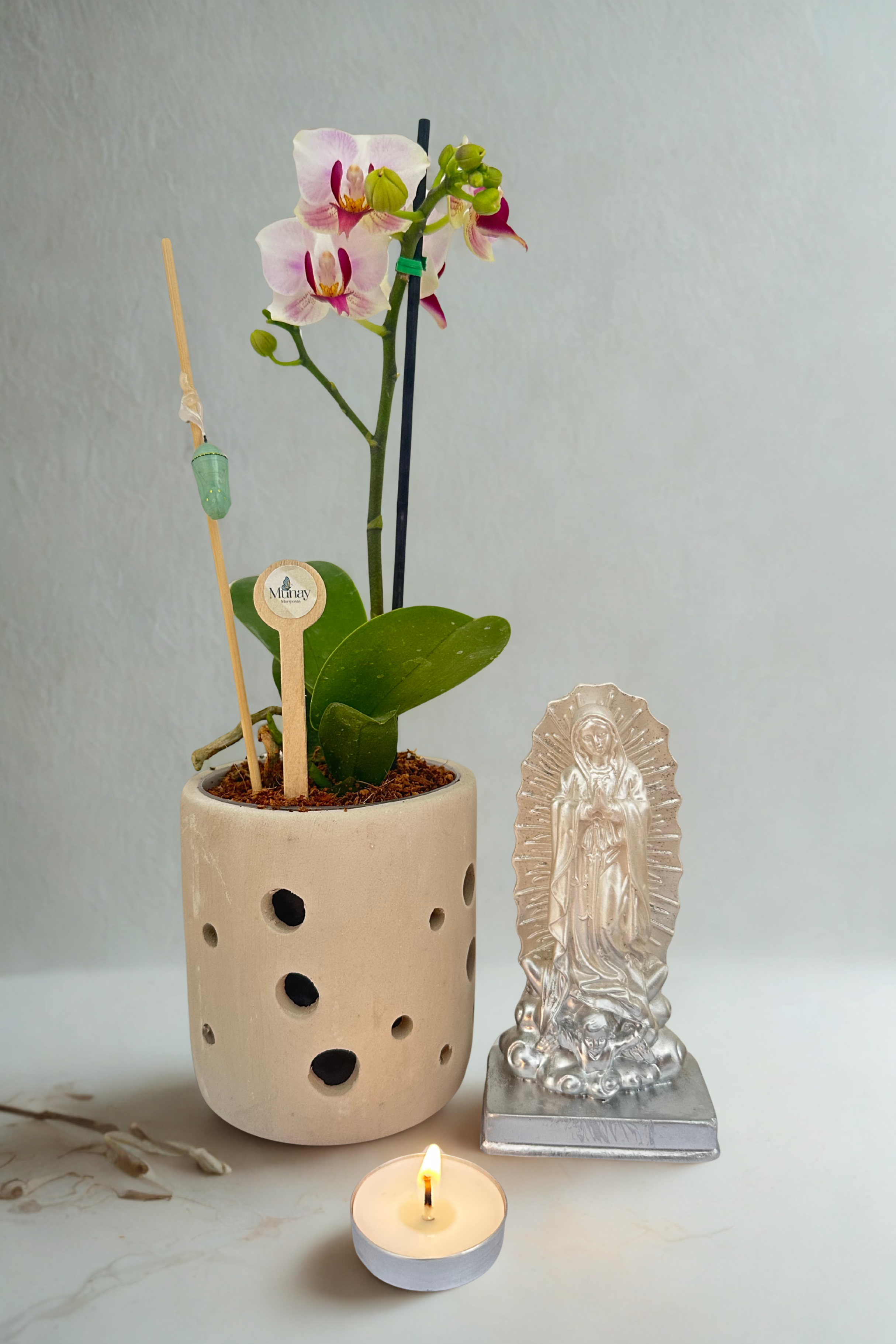 Mini Orquídea con Crisálida + Virgen