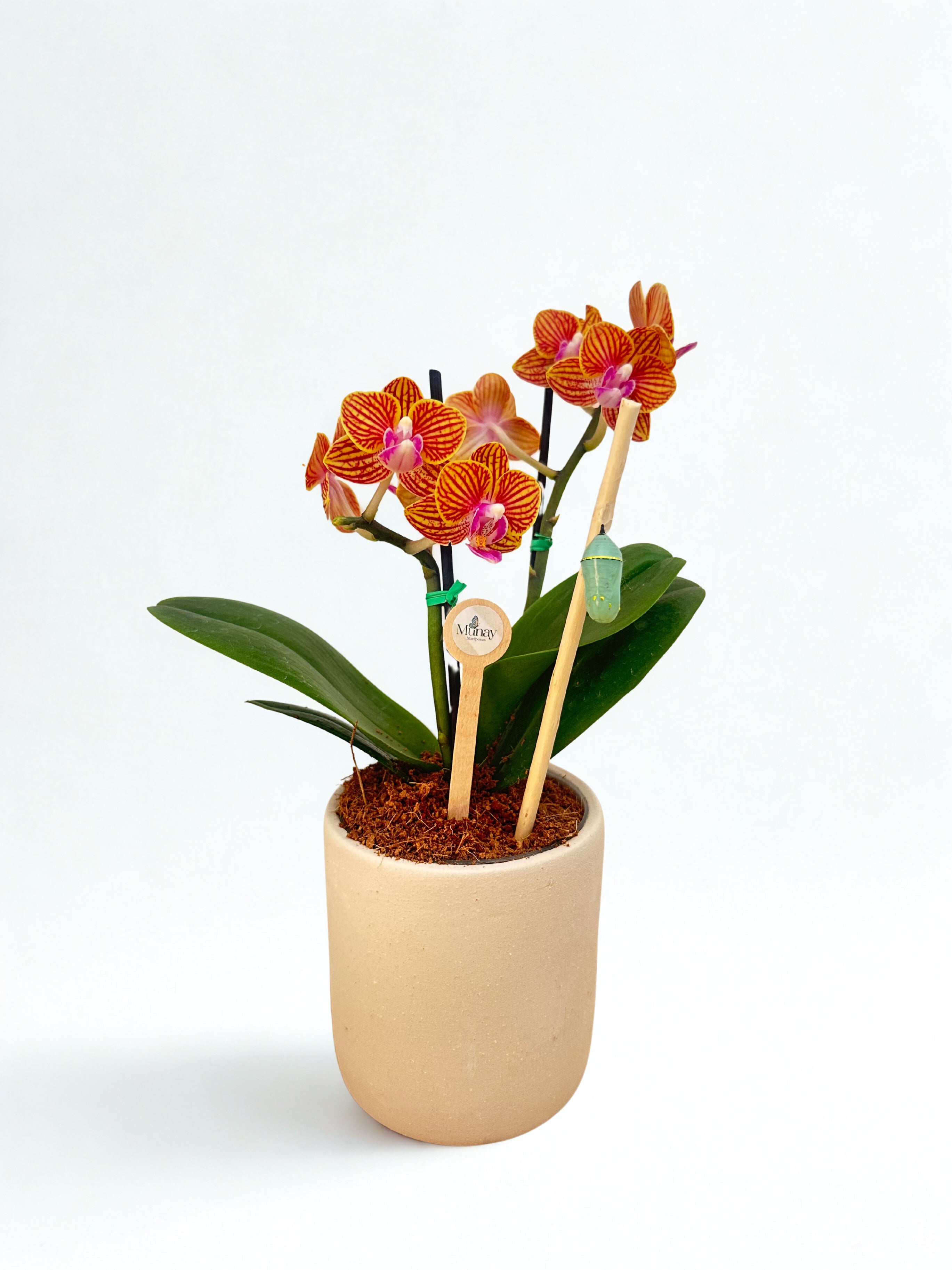 Mini Orquídea con Crisálida