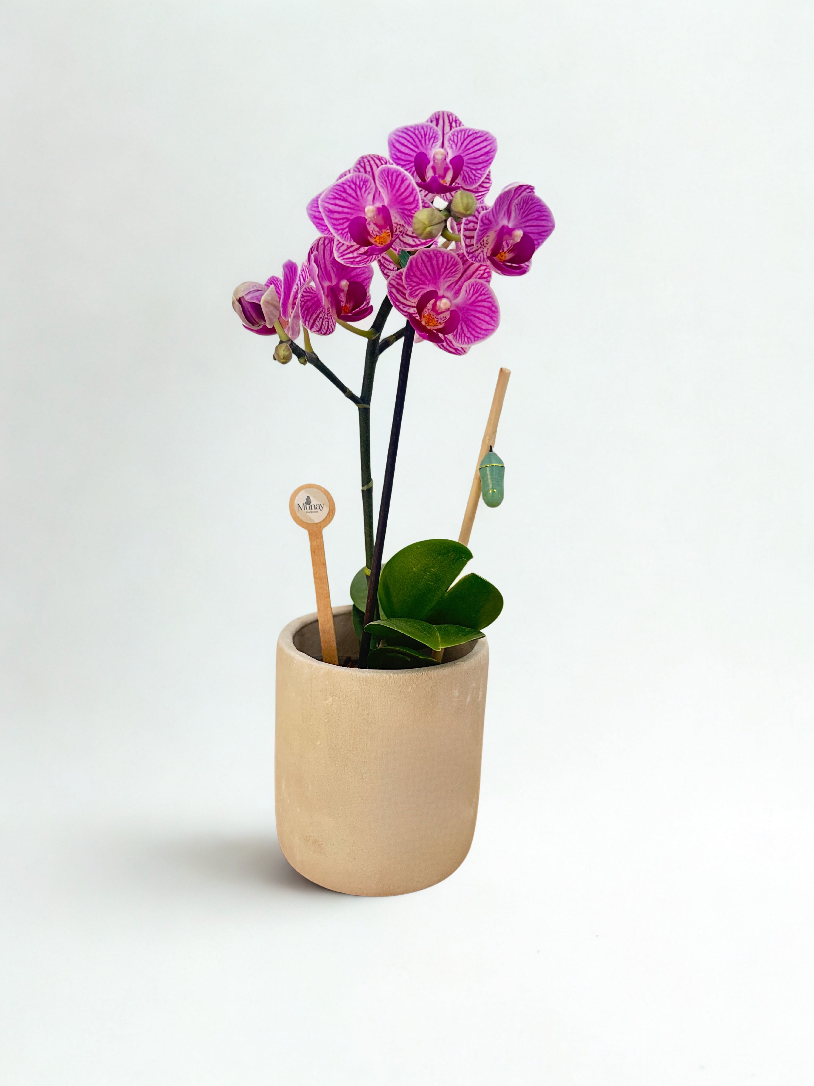 Mini Orquídea con Crisálida