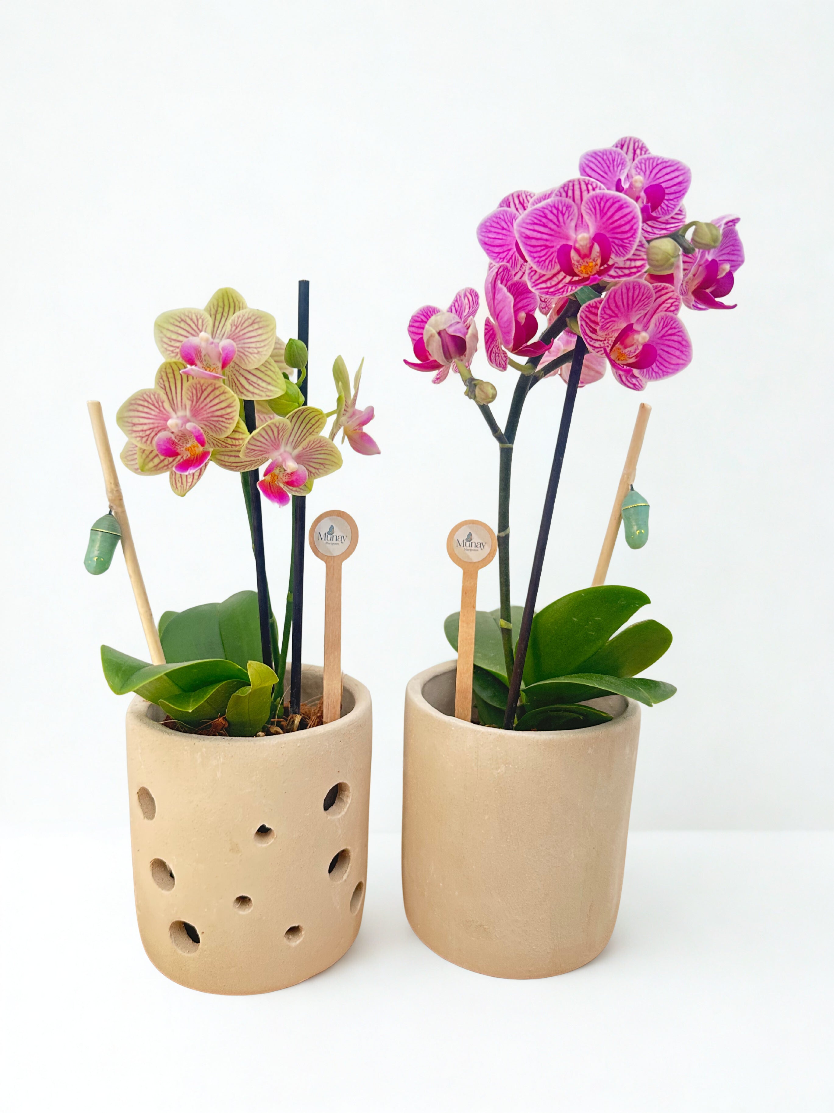 Mini Orquídea con Crisálida