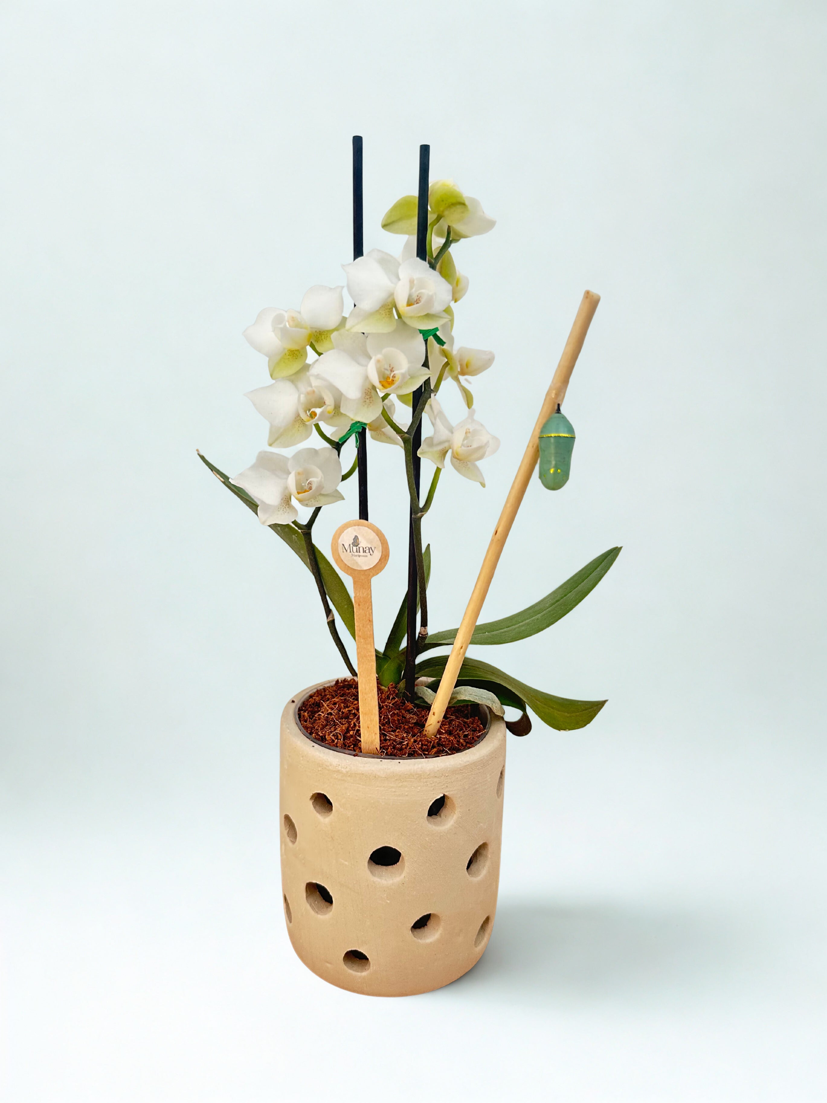Mini Orquídea con Crisálida