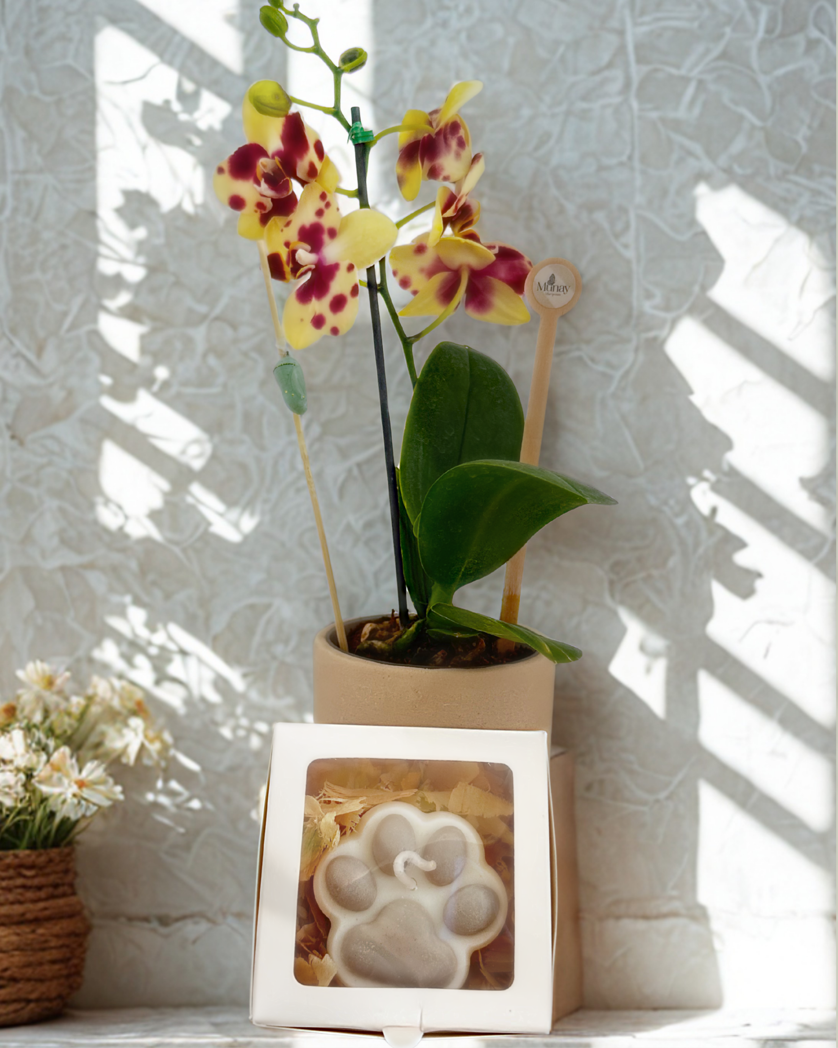 Mini Orquídea con Crisálida + Vela de Huellita