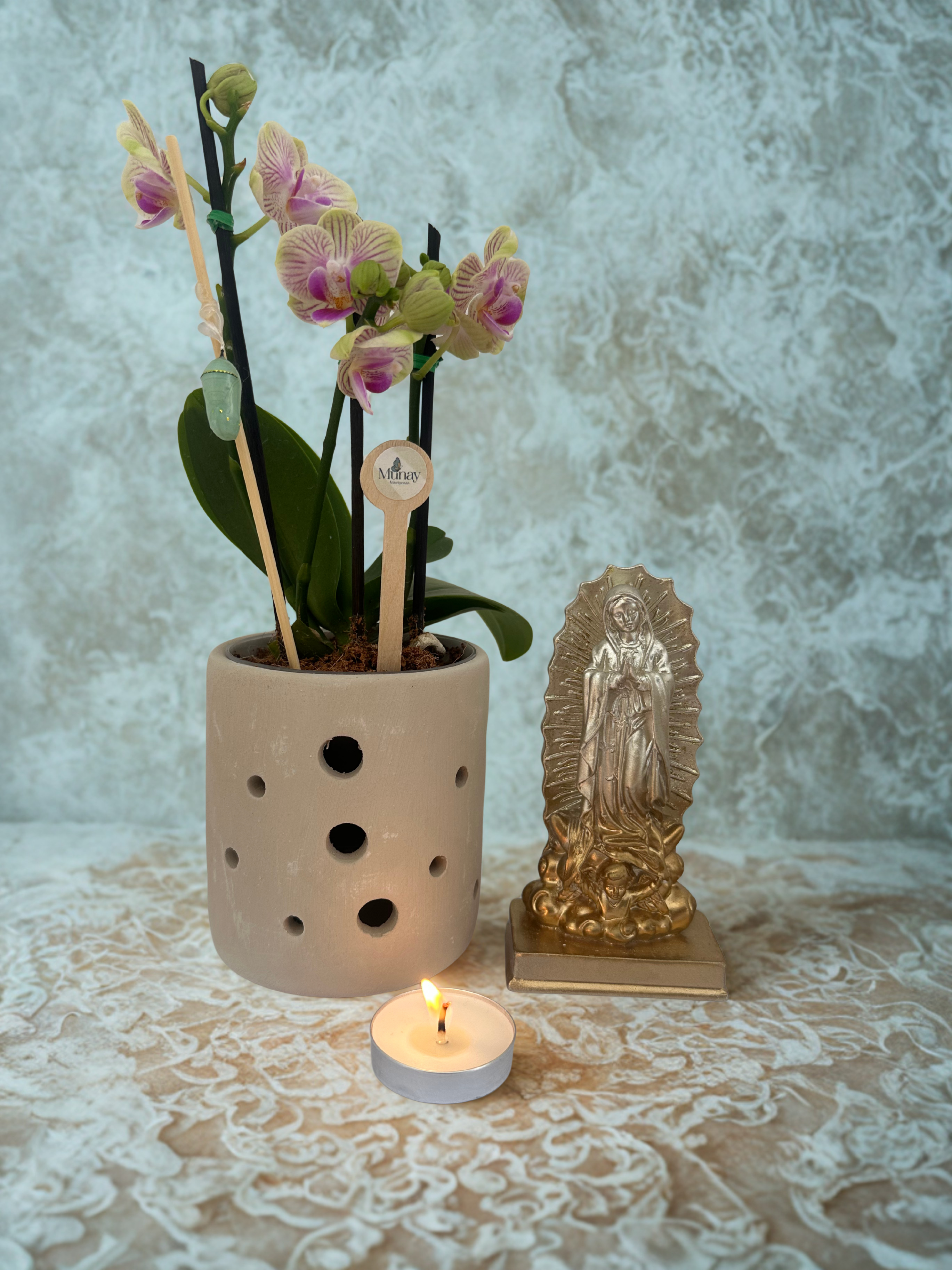 Mini Orquídea con Crisálida + Virgen