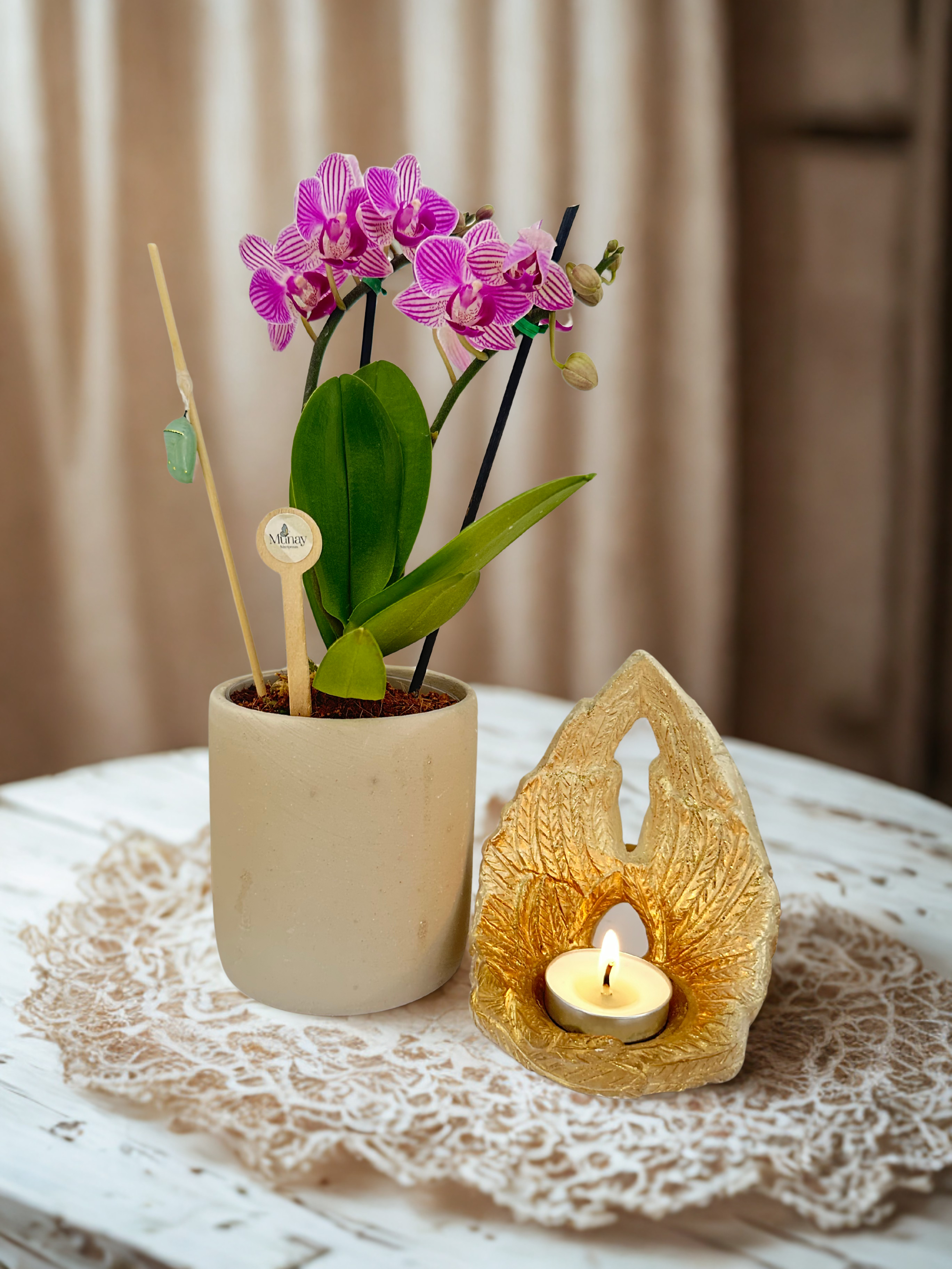 Mini Orquídea con Crisálida + Alas